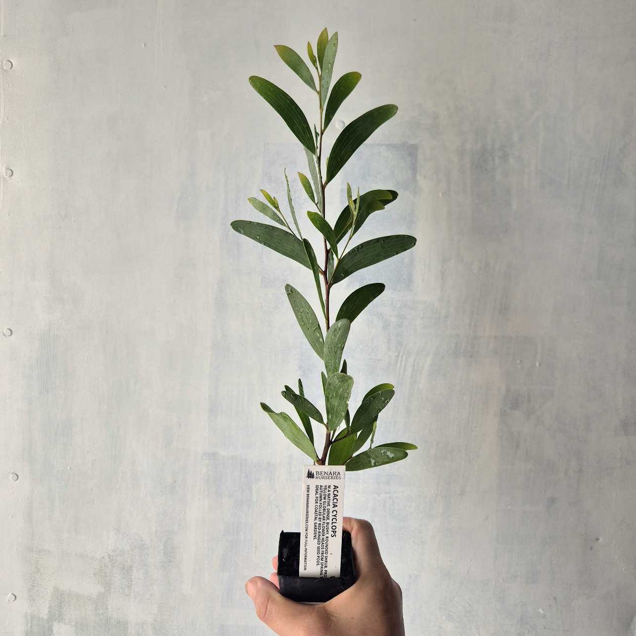 Hand holding a small potted plant against a plain background
