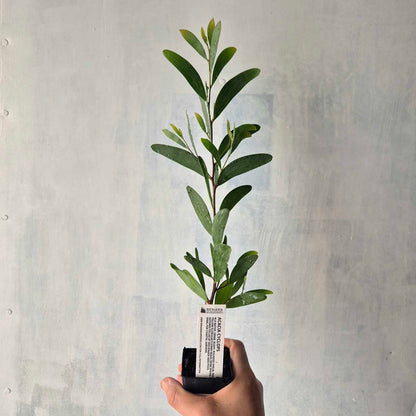 Hand holding a small potted plant against a plain background