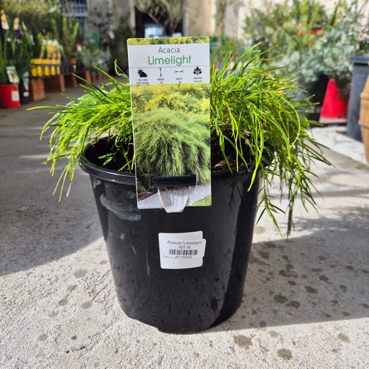 Potted plant with a label on a concrete surface