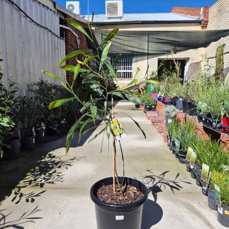 Acacia saligna