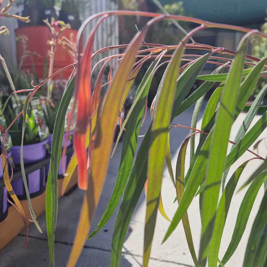 Close-up of green leaves with red edges in a garden setting