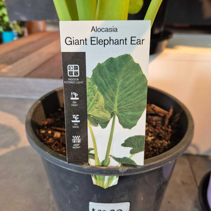 Potted Alocasia Giant Elephant Ear plant with a label on a blurred background