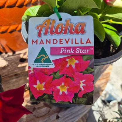 Plant tag for Mandevilla Pink Star with pink flowers and 'Aloha' branding.