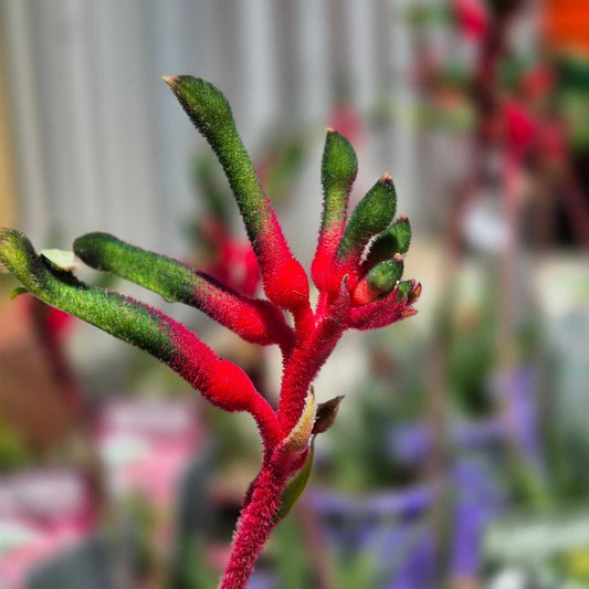 Close-up of a red and green kangaroo paw plant with a blurred garden background