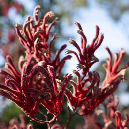 Red Kangaroo Paw | Anigozanthos flavidus Red