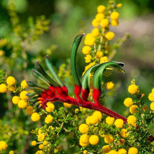 A Mangles Kangaroo Paw plant with deep green and red flowers above strappy foliage, surrounded by yellow flowers in the background.