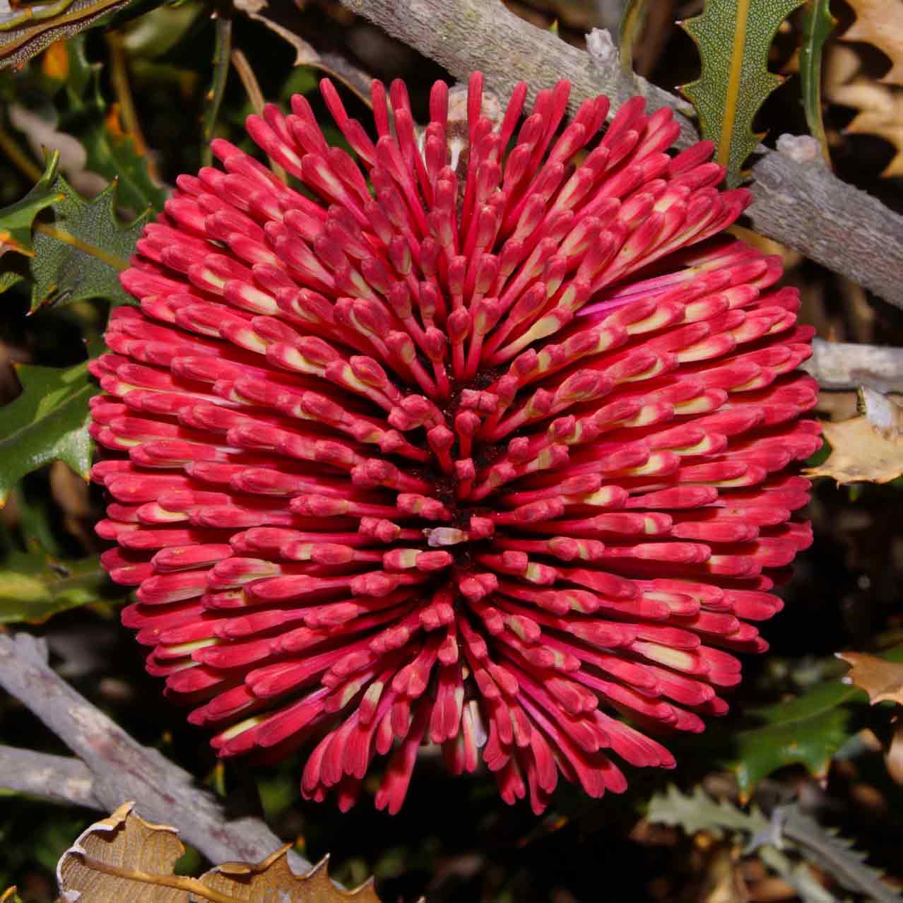 Red Lantern Banksia - Banksia caleyi