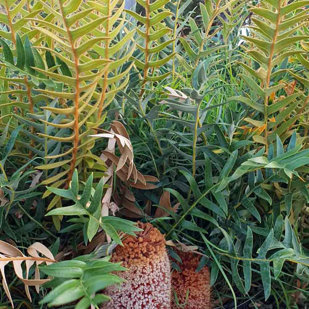 A photo showing Banksia blechnifolia with blue-green serrated foliage and woolly, bronze-red new growth. A cone-shaped flower is visible in the foreground.