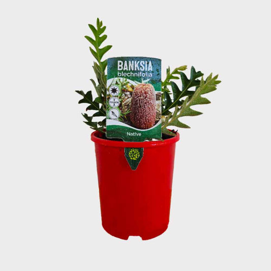 Banksia blechnifolia