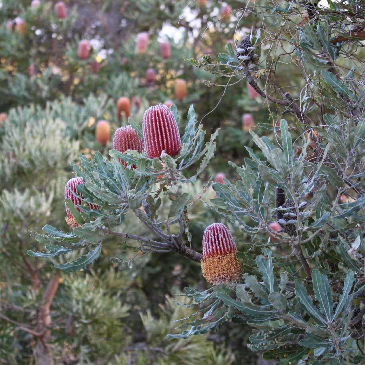 Firewood Banksia Dwarf | Banksia menziesii