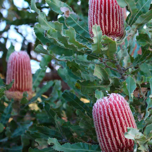 Firewood Banksia Dwarf | Banksia menziesii