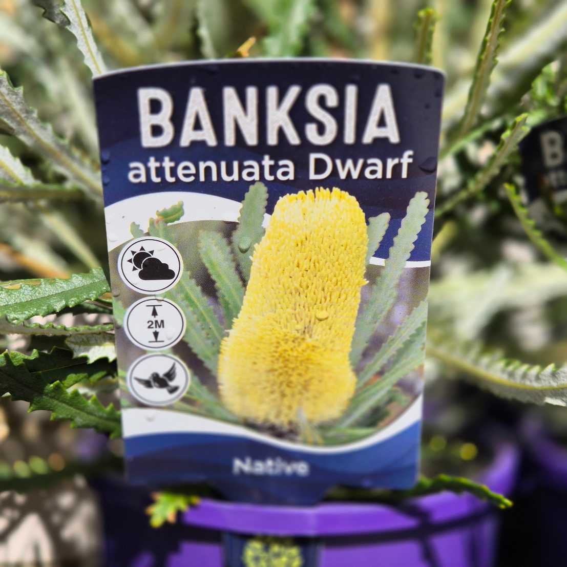 Banksia attenuata Dwarf plant packaging with yellow flower illustration and branding.