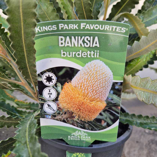 Banksia burdettii plant label with green packaging and plant in the background