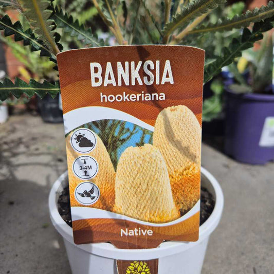 Banksia hookeriana plant label with plant in the background