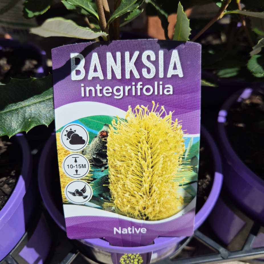 Banksia integrifolia plant label with yellow flower illustration and text