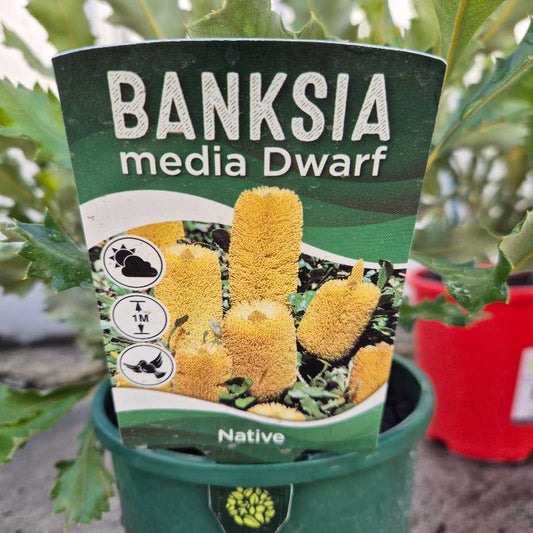 Banksia media Dwarf plant packaging with green pot and blurred background