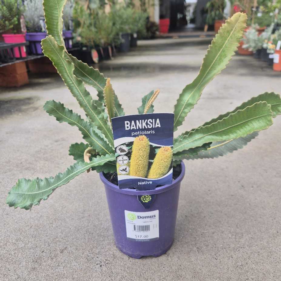 Potted plant with a 'Banksia' label in a garden setting