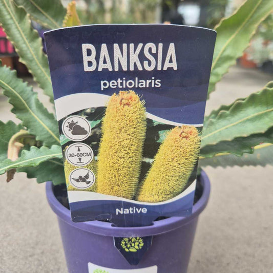 Banksia petiolaris plant in a pot with packaging labeled 'Banksia petiolaris'.