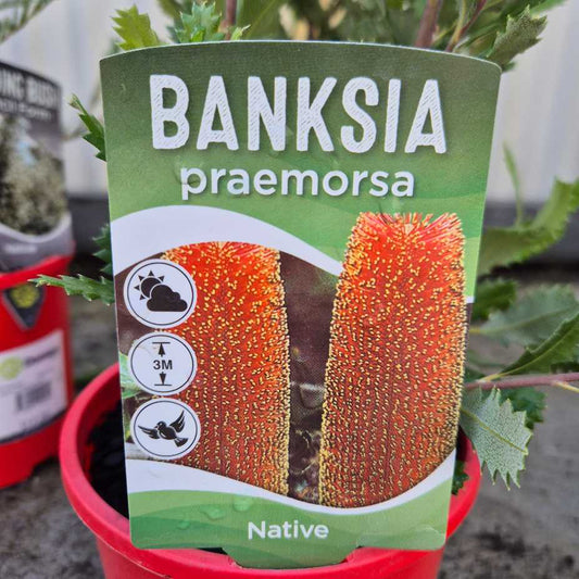 Banksia praemorsa plant label with images and text on a green background