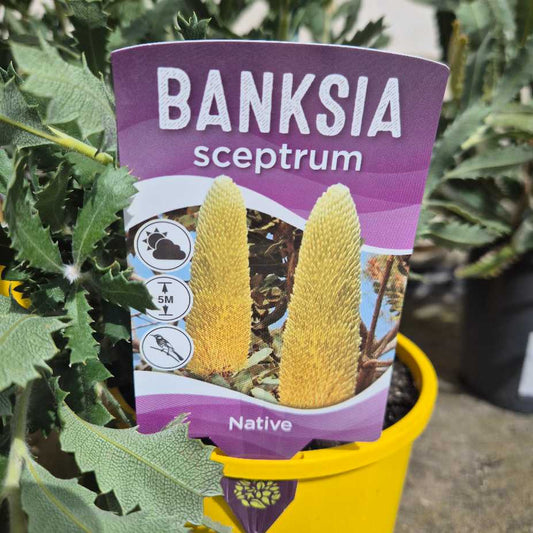 Banksia sceptrum plant packaging with plant in the background