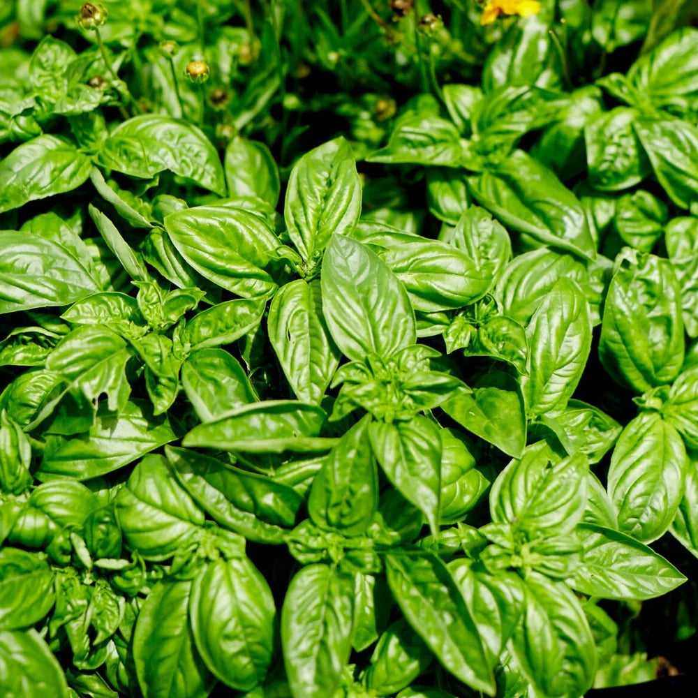 Close-up of green basil leaves