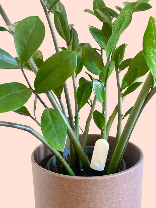Moisture Meter - We The Wild Plant Care