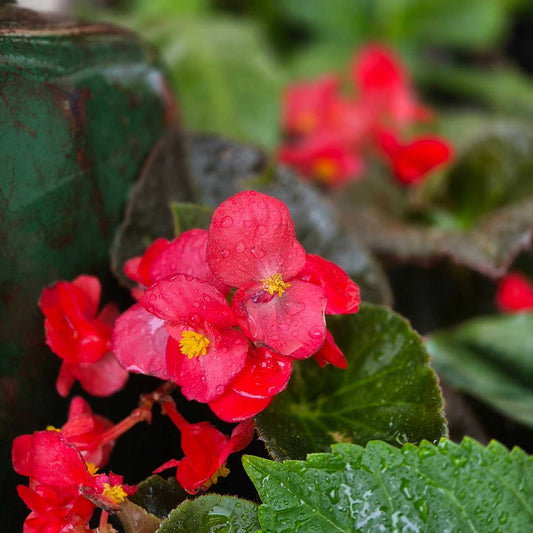 Begonia 'Big Bronze'