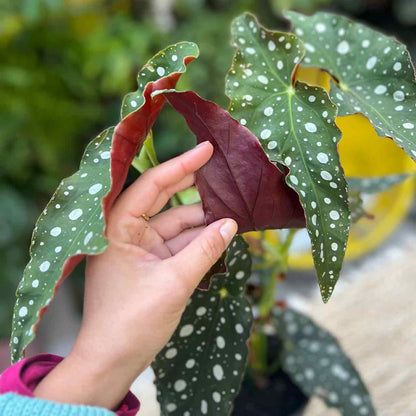 Polka Dot Begonia - Begonia maculata