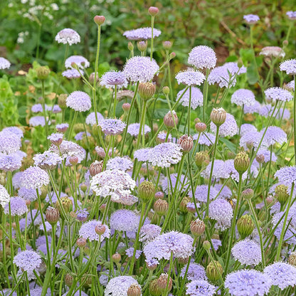 Blue Rottnest Island Daisy Seeds