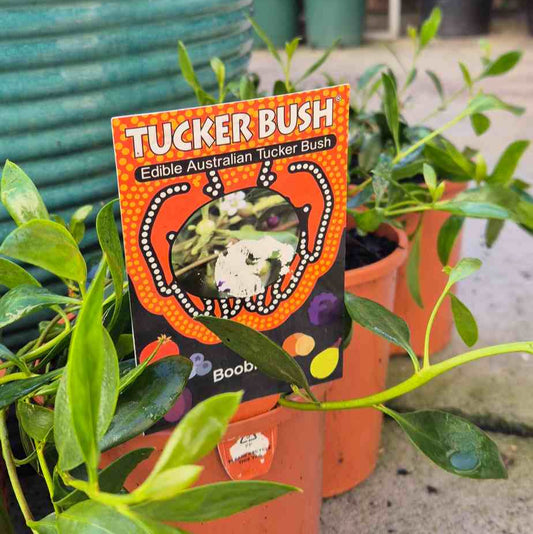 Tucker Bush plant packaging with green plants in the background