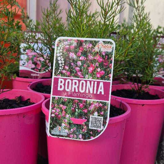 Potted plants with Boronia labels on a concrete surface