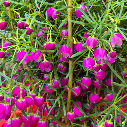 Close-up of a flowering plant with many bright pink bell-shaped flowers and narrow green leaves growing densely together.