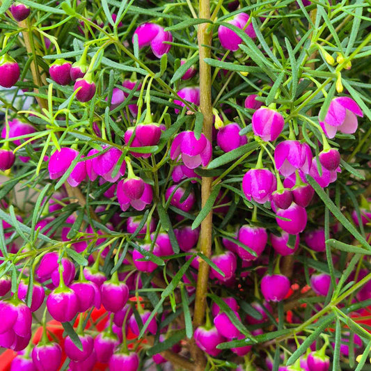 Close-up of a flowering plant with many bright pink bell-shaped flowers and narrow green leaves growing densely together.