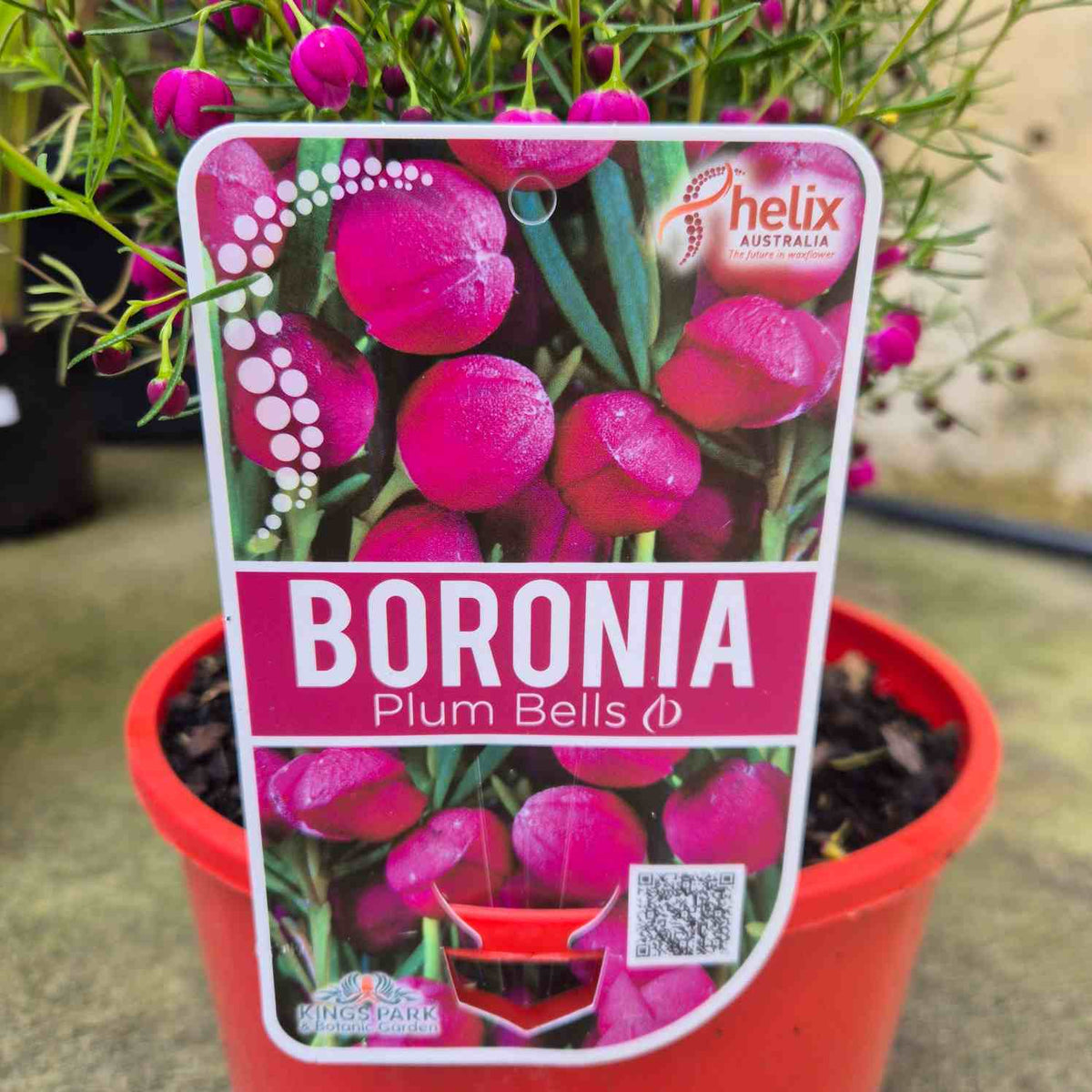 A potted plant of Boronia Plum Bells with a bright red-orange plastic pot, green needle-like leaves, and clusters of vivid magenta-pink flowers. A white and pink product label for 'helix australia' and 'Kings Park' is attached to the pot.