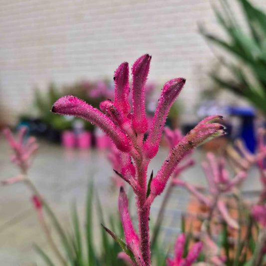 Close-up of a pink kangaroo paw plant with a blurred garden background