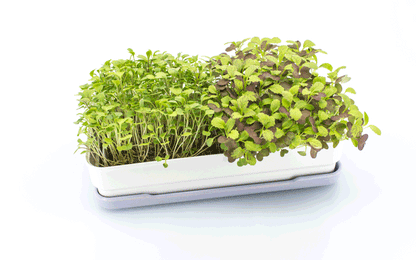 Microgreens Starter Kit