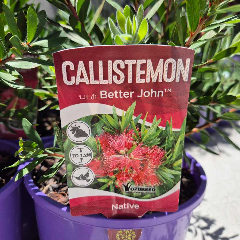Callistemon plant labeled 'Better John' in a pot with green foliage in the background.
