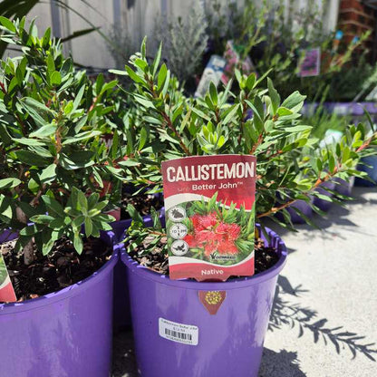 Potted plants with a Callistemon label in a garden setting