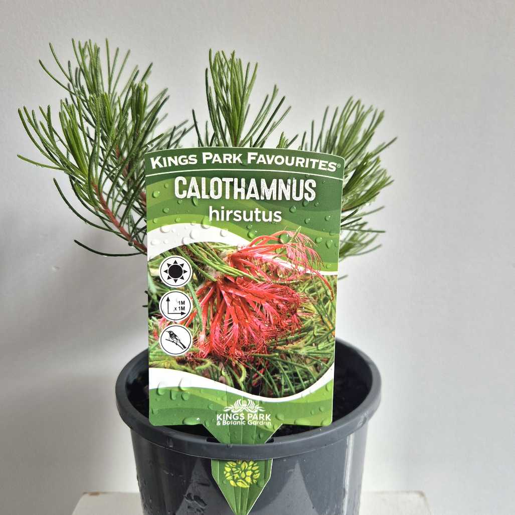 Potted plant with a Kings Park Favourites Calothamnus hirsutus label on a gray background