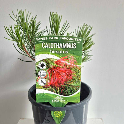 Potted plant with a Kings Park Favourites Calothamnus hirsutus label on a gray background