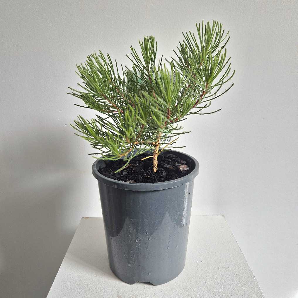 Potted pine plant on a white surface with a light gray background