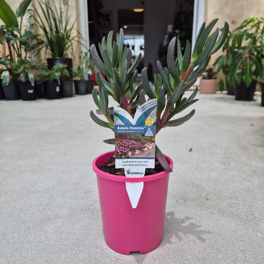 Potted plant with a tag in a pink pot on a concrete floor