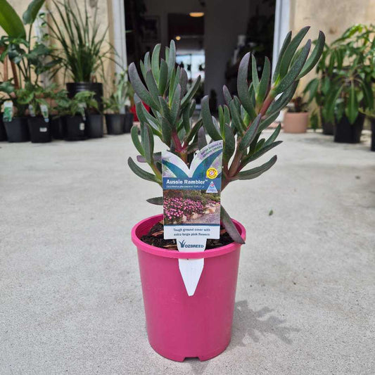 Potted plant with a tag in a pink pot on a concrete floor