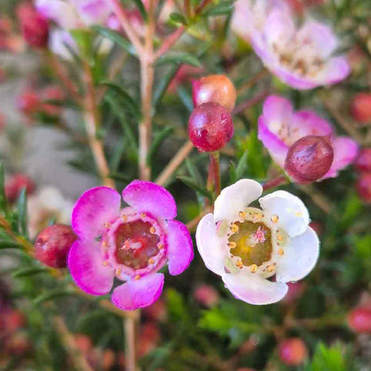Chamelaucium ‘Dee's Delight' - Geraldton Wax Hybrid