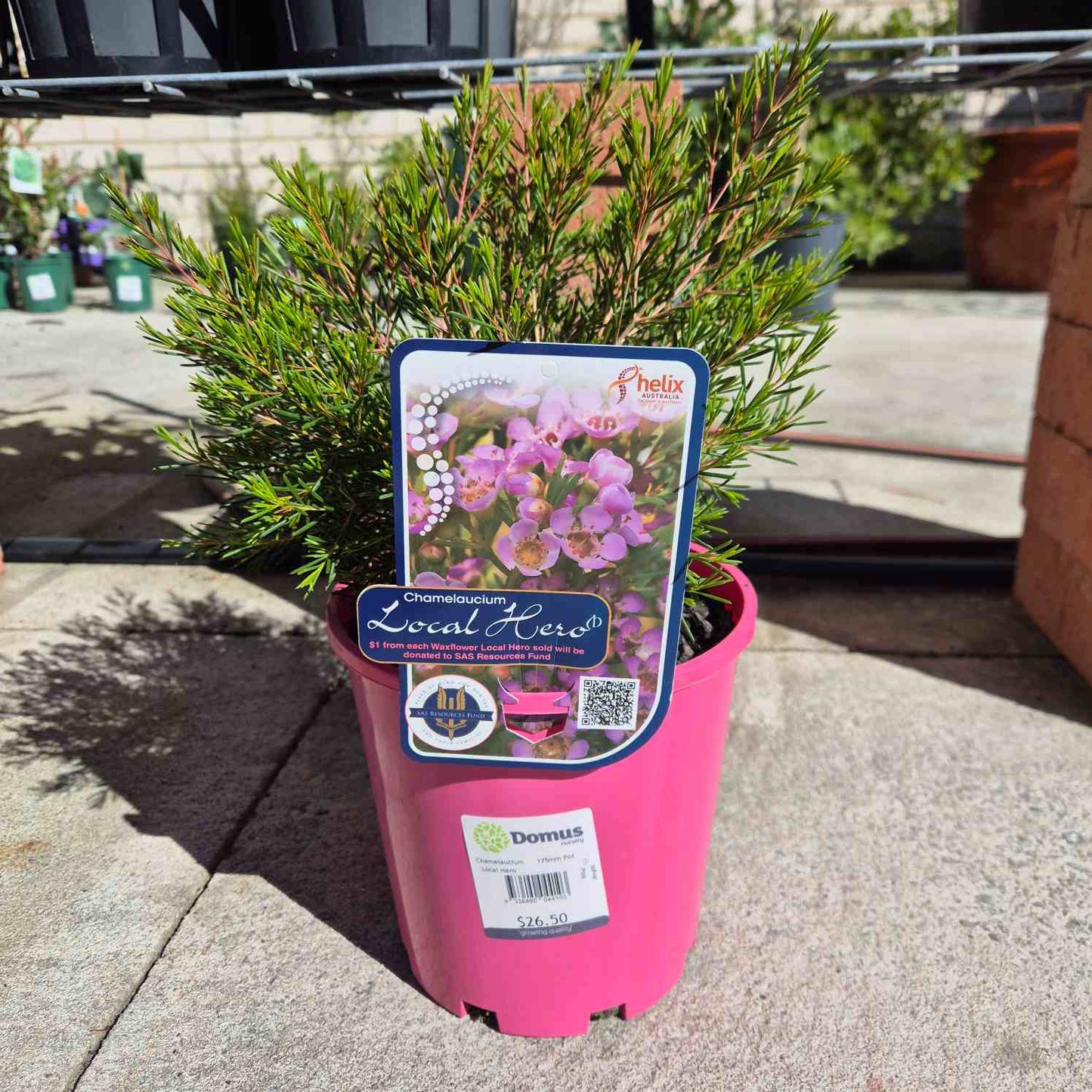 Geraldton wax potted plant chamelaucium (local hero) with green foliage, in a bright pink plastic nursery pot. The pot features a prominent 'Local Hero' tag and a white 'Domus' brand label.