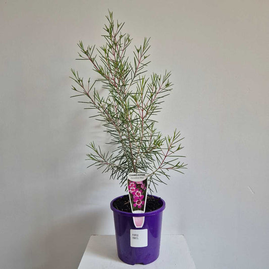 Potted plant with a purple pot on a white surface against a light gray geraldton wax background