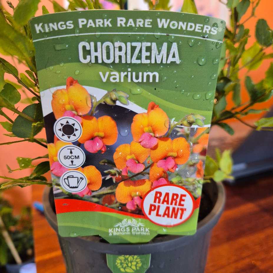 Kings Park Rare Wonders Chorizema varium plant packaging with plant in background
