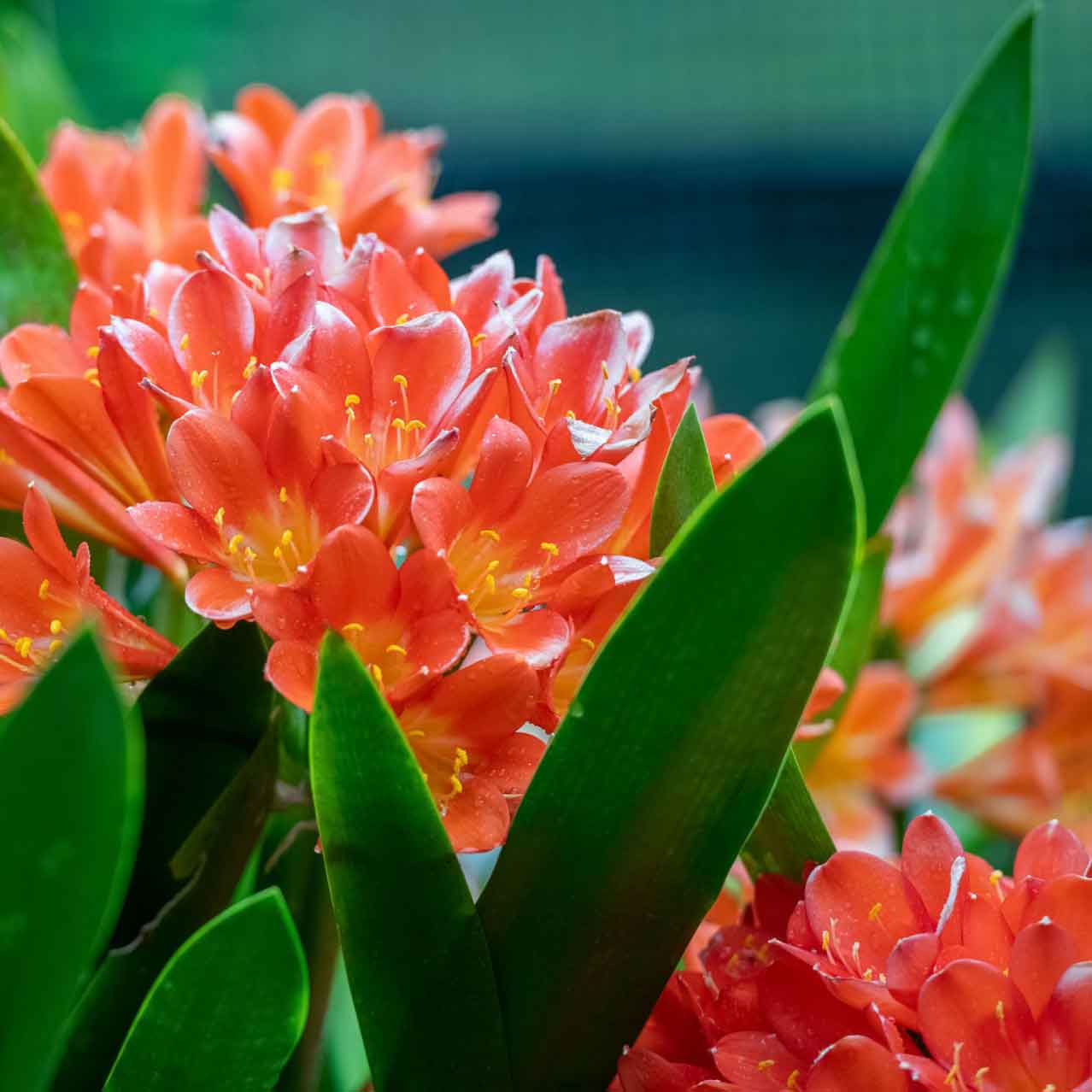 clivia miniata indoor plant close up of orange flowers and strappy leaves.