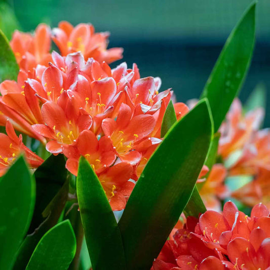 clivia miniata indoor plant close up of orange flowers and strappy leaves.