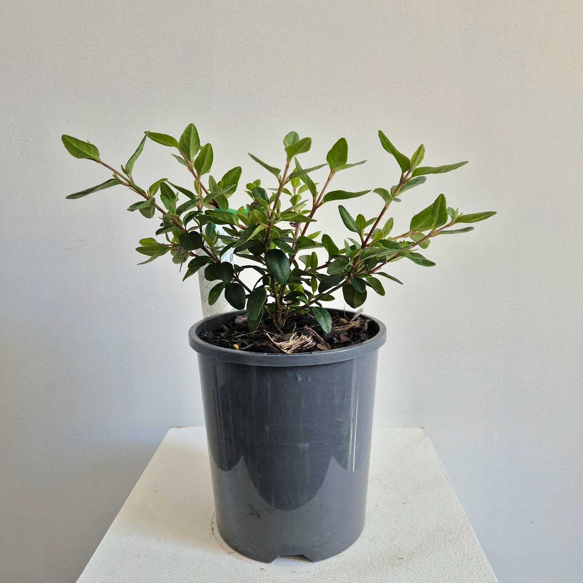 A small potted green leafy plant in a dark gray nursery pot, displayed on a white surface against a plain light gray wall.